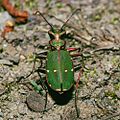 Feld-Sandlaufkäfer (Cicindela campestris)