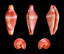 Dentiovula masaoi, Shell