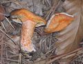 Lactarius deliciosus - männynleppärousku