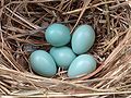 Estorninho-comum (Sturnus vulgaris). Ninhada típica