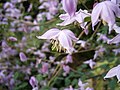 Thalictrum chelidonii close-up