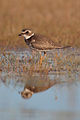 Semipalmated Plover