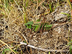 Dectique verrucivore, Decticus verrucivorus.