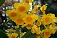 Dendrobium chrysotoxum