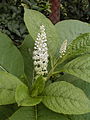 Kermesbeere von 2007, pokeweed plant of 2007