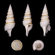 Gemmula kieneri (Kiener's Turrid), Shell