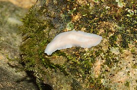 Dendrocoelum cavaticum (Cave planarian)