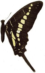 Thumbnail for Graphium policenoides