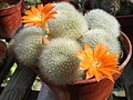 Cactaceae : Rebutia muscula, tiges succulentes.