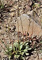 Sierra saxifrage (Saxifraga aprica)