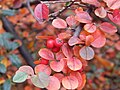 Кизильник Даммера (Cotoneaster dammeri)