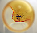 Anisopodidae gnat in amber