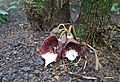 Aristolochia arborea