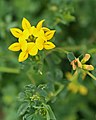 Lotus corniculatus, top view of flower whorl