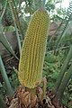 ナガバツノザミア[19]（Ceratozamia mexicana）の"雄花"