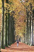 En automne, la couleur du feuillage vire vers une teinte cuivrée.