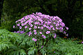 Geranium maderense - Gerânio da Madeira