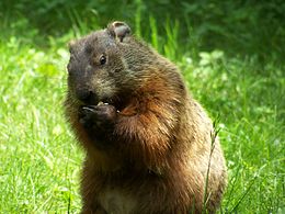 Erdei mormota (Marmota monax)