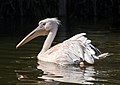 28 Pelecanus onocrotalus - Zoo Karlsruhe 01 uploaded by Llez, nominated by Llez