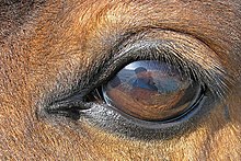 Close up o a horse ee, wi is dark broun wi lashes on the tap eelid