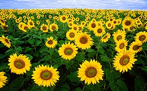 Sunflowers