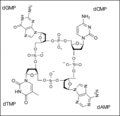 Molecular diagram of a proposed tetranucleotide, later shown to be incorrect. It was proposed by Phoebus Levene around 1910