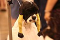 Cocker with its ears wrapped in preparation for a dog show