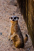 Suricata en la sección de la sabana africana.