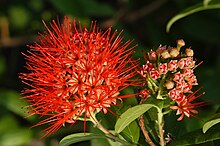 Combretum constrictum3.jpg