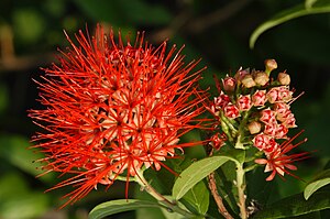 infloresko de Combretum constrictum