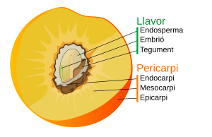 Partes del <a href="/https/ca.m.wikipedia.org/wiki/Fruit" title="Fruit">fruit</a> en una drupa com el préssec. Cliqueu als noms per navegar.