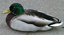 Duck-on-ground.jpg