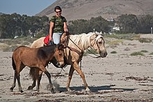 Une femme assise sur un cheval blanc marchant à côté d'un poulain