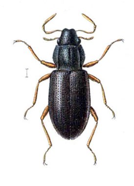 Hydraena riparia