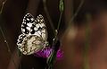 Melanargia galathea