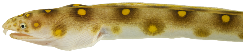 September 13: the eel Myrichthys ocellatus