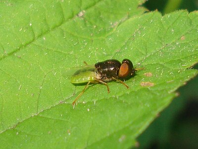 Veenmoeraswapenvlieg Odontomyia angulata