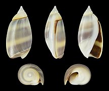 Olivella semistriata, shell