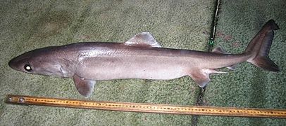 The crocodile shark has a long body and small fins