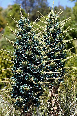 Пуйя Бертеро (Puya berteroniana)