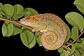 81 Short-horned chameleon (Calumma brevicorne) female Andasibe uploaded by Charlesjsharp, nominated by Charlesjsharp