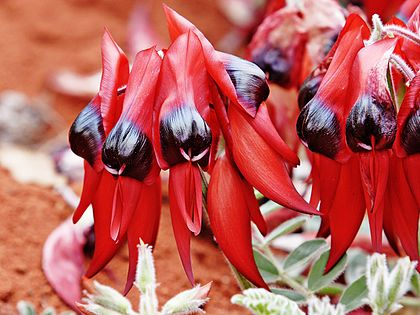 Sturt's Desert Pea, at Melbourne Zoo