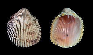 Trachycardium isocardia (famille des Cardiidae).