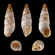 Zebrina caesia, Shell