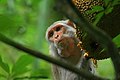 Image 3The Rhesus Macaque (Macaca mulatta) is one of the best-known species of Old World monkeys native in Bangladesh. The pictured macaque is seen eating from a jackfruit at Lawachara National Park, Moulvibazar. Photo Credit: Syedabbas321