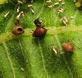 Aphis nerii parasitized by Aphidiinae, possibly Lysiphlebus.