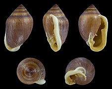 Cassidula vespertilionis (Bat Cassidula), shell, brown form