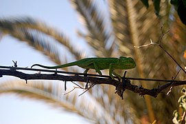 Хамелеон звичайний (Chamaeleo chamaeleon)