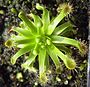 Drosera stenopetala