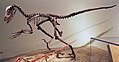 FMNH Deinonychus.JPG